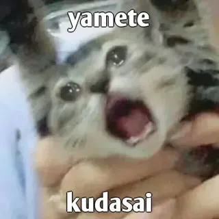 🤯 yamete
kudasai 고양이, 밈, 웃긴, 동물, 일본, 일본어, 야메떼 구다사이 telegram sticker