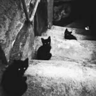 🖤 cats, black cats, night, stairs telegram sticker