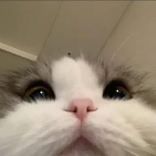 😺 Katze, Tier, Haustier, süß, Kätzchen, flauschig, Augen whatsapp sticker
