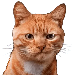 😕 cat, ginger cat, orange cat, pet, animal telegram sticker