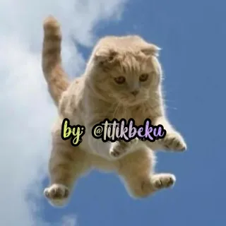😚 by @titikbeku gatto, cielo, animale, volante, carino, animale domestico telegram sticker