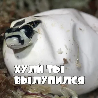🐍 ХУЛИ ТЫ ВЫЛУПИЛСЯ змея, яйцо, вылупление telegram sticker