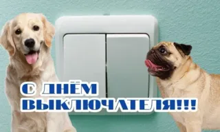 💡 С Днём Выключателя!!! dogs, pugs, golden retriever, light switch, funny, greeting, celebration telegram sticker
