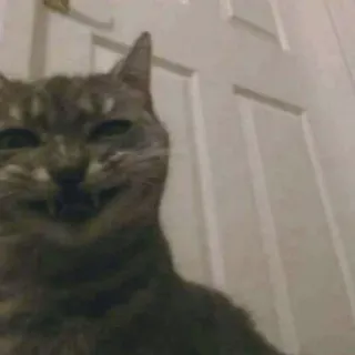 😂 gatto, felino, animale, animale domestico telegram sticker