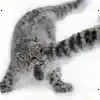 emoji_barsiki @snowleopardscf @TgEmodziBot telegram emojis 🐱