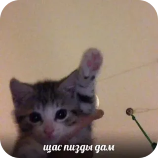 🐱 щас пизды дам chat, chaton, offensant, russe telegram sticker