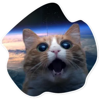 😱 kot, śmieszne, mem, zszokowany, pomarańczowy, zwierzę telegram sticker