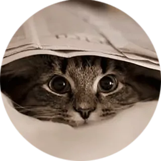 👀 cat, animal, newspaper, cute, domestic animal, pet, mammal telegram sticker
