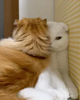 😡 cats, pets, animals, cute, domestic animals telegram sticker