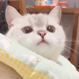 🧸 gatto, carino, animale, animale domestico, gattino, gatto domestico telegram sticker