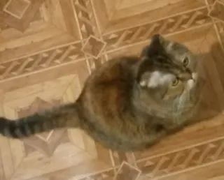 😕 gato, animal de estimação, animal, gato doméstico telegram sticker