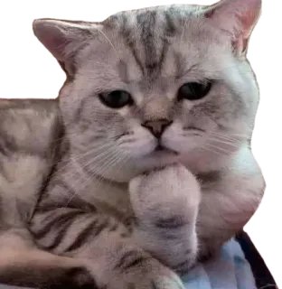😸 kot, myślący, zwierzę domowe, zwierzę, słodki, domowy, koci telegram sticker