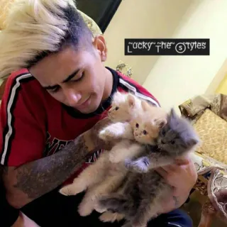 🐱 Lucky the Styles hombre, gatitos, mascotas, pelo rubio, camiseta roja, tatuajes, persona, gatos whatsapp sticker