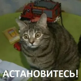 😳 АСТАНОВИТЕСЬ! telegram sticker