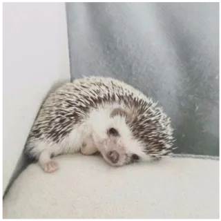 😢 еж, милый, животное, домашнее животное, ленивый, спящий, очаровательный telegram sticker