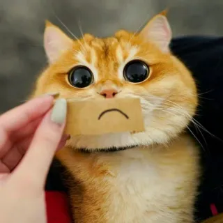 🐈 고양이, 슬픈, 동물, 귀여운, 밈, 애완동물 telegram sticker