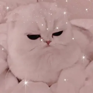 🐱 Katze, weiße Katze, süß, Tier, Haustier, Kätzchen telegram sticker