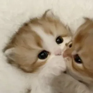 😘 kitten, cat, cute, animals, pets telegram sticker