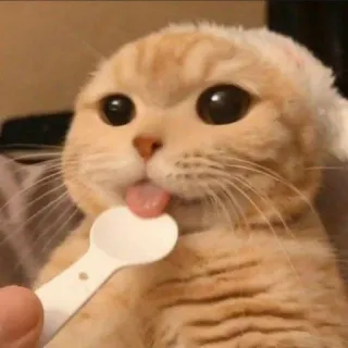 😺 gato, colher, fofo, animal, animal de estimação, lambendo whatsapp sticker