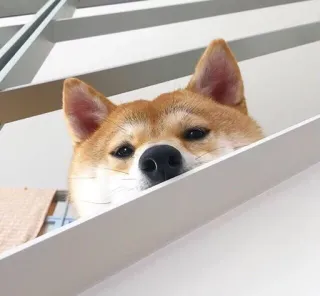 👀 anjing, shiba inu, binatang, tangga, hewan peliharaan, imut whatsapp sticker