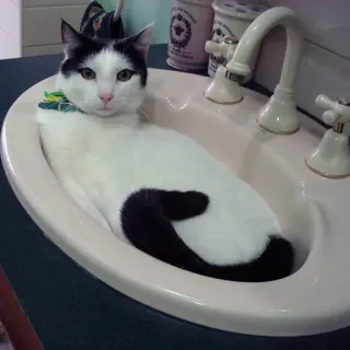 💗 gato, fregadero, mascota, animal, gato doméstico, felino, lindo, gracioso telegram sticker