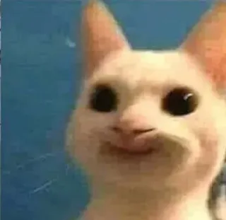 😁 cat, meme, funny, animal, popcat telegram sticker