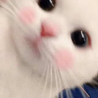 🍓 kat, kitten, schattig, dier, huisdier, witte kat telegram sticker