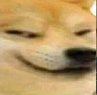 😎 Doge pies, mem, shiba inu, internet, śmieszne telegram sticker
