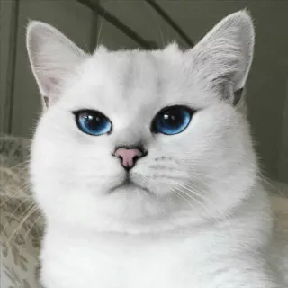 🌝 gato, gato branco, olhos azuis, animal, animal de estimação, mamífero, animal doméstico whatsapp sticker