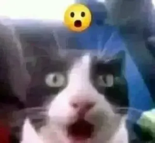 😦 고양이, 놀란, 이모지, 밈, 충격, 동물 whatsapp sticker