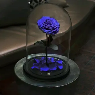 🌷 rosa blu, campana di vetro, rosa stabilizzata, composizione floreale, decorazione casa, decorazione, decorazione tavola telegram sticker