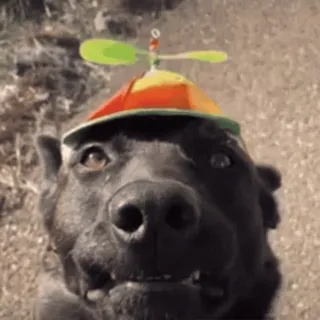 😐 perro, sombrero, mascota, animal, arcoíris telegram sticker