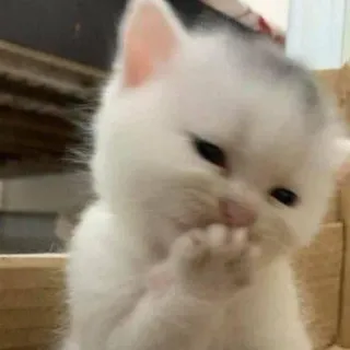 💓 gattino, gatto, animale, carino, animale domestico, felino telegram sticker