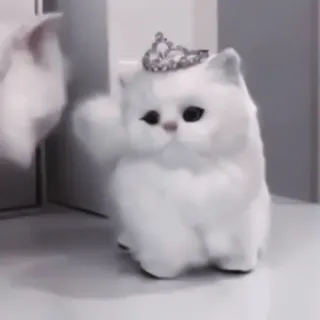 🐈 kot, słodki, korona, zwierzę, zwierzak telegram sticker