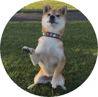 👍 개, 시바견, 애완동물, 동물, 귀여운 telegram sticker
