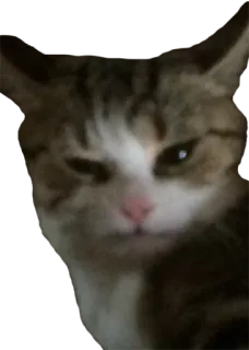 🙄 cat, animal, domestic cat, pet, mammal telegram sticker