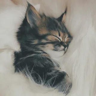 🐱 kotek, kot, śpiący, słodki, zwierzę, zwierzak telegram sticker