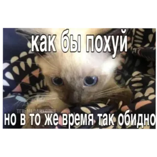 🐱 как бы похуй но в то же время так обидно gato, gatito, meme, gracioso, triste, ruso, lindo telegram sticker