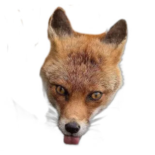 😛 fox, animal, wildlife, cute, nature, portrait telegram sticker