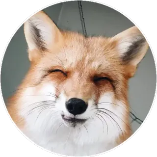 🦊 Fuchs, Tier, niedlich, lächelnd, Wildtier, Rotfuchs telegram sticker