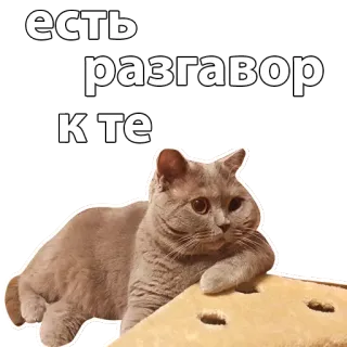 💬 есть разговор к те cat, conversation, animal, russian, meme whatsapp sticker
