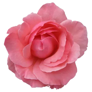 🌻 цветок, роза, розовый, цветы, природа telegram sticker