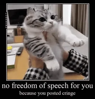 🌟 no freedom of speech for you because you posted cringe cat, meme, cringe, freedom of speech, funny telegram sticker