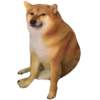 👀 doge, 犬, ミーム, 柴犬, 動物 telegram sticker