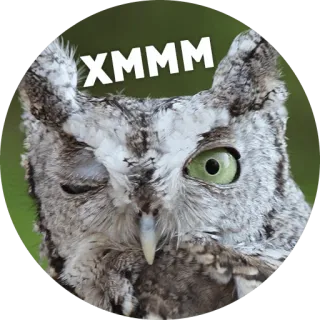 🐓 Птицы-хуицы @lennysticker telegram stickers