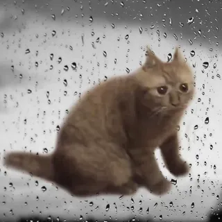 😭 kot, deszcz, smutny, okno, zwierzę domowe, zwierzę telegram sticker