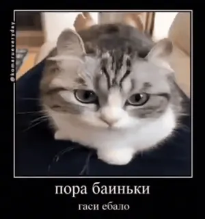 😴 пора баиньки
гаси ебало gato, animal, meme, russo, ofensivo, texto, engraçado whatsapp sticker