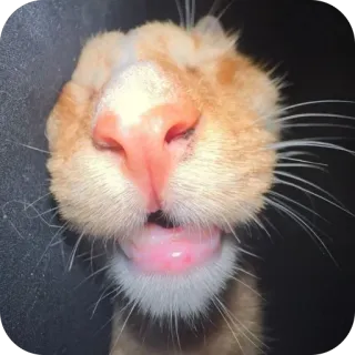 🫥 kot, zwierzę, zwierzak, zbliżenie, słodki, śmieszny, pomarańczowy telegram sticker