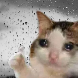 😭 kot, smutny, płacz, kciuk w górę, mem, zwierzę, deszcz telegram sticker
