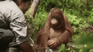 🐵 orangutan, hewan, primata, kera, satwa liar, konservasi whatsapp sticker